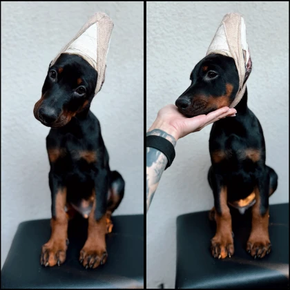 photo-european-doberman-puppies-are