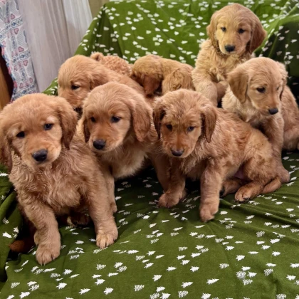 photo-prodazha-shtenkov-porodi-zolotistiy-retriver