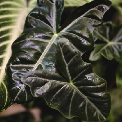 photo-plant-care-specialist