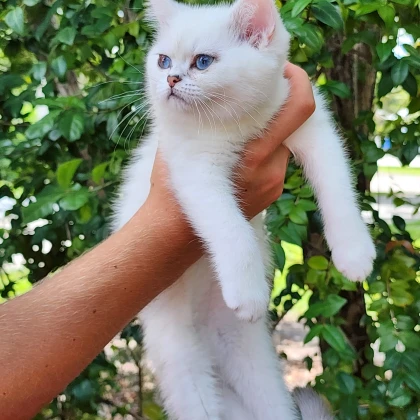 photo-kittens