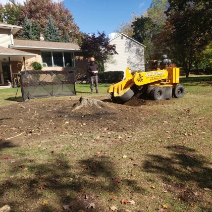 tree-and-stump-removal-photo
