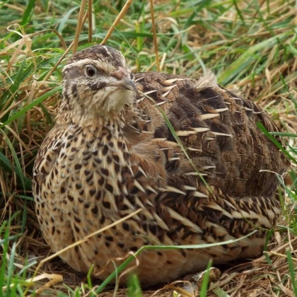 quails-photo