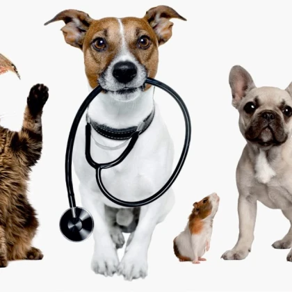 photo-veterinarniy-vrach-konsulytatsi