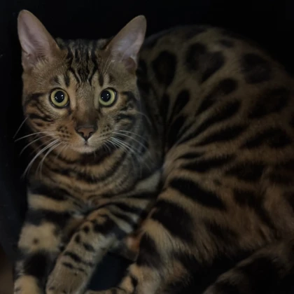 plemennaya-vyazka-bengalyskogo-k-photo