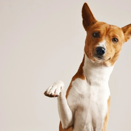 vigul-i-uhod-za-sobakami-photo