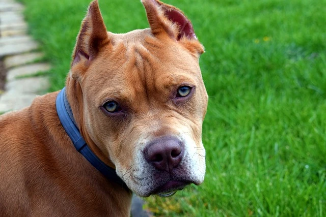 Питбуль едва не загрыз двухлетнего мальчика