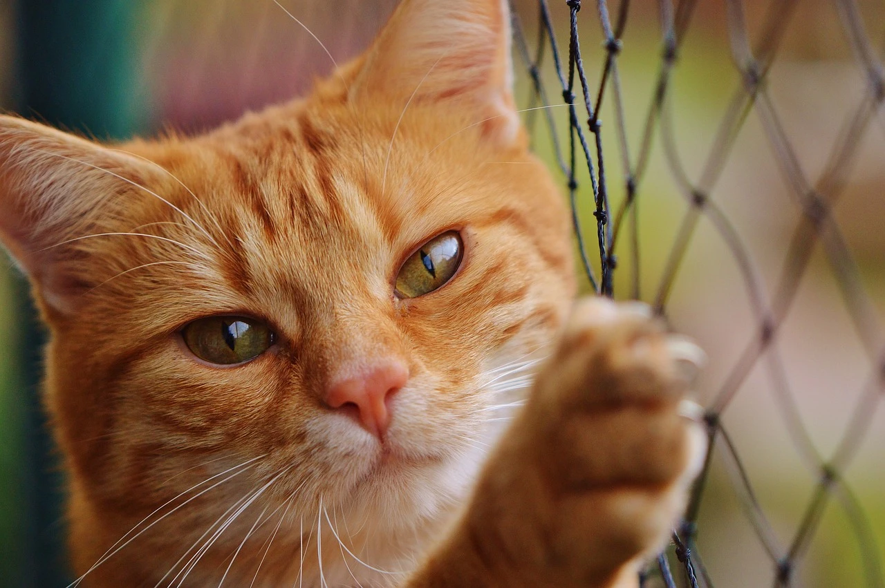 Флорида ужесточает наказания за оставление домашних животных во время стихийных бедствий