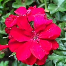 Алина Захарова-avatar